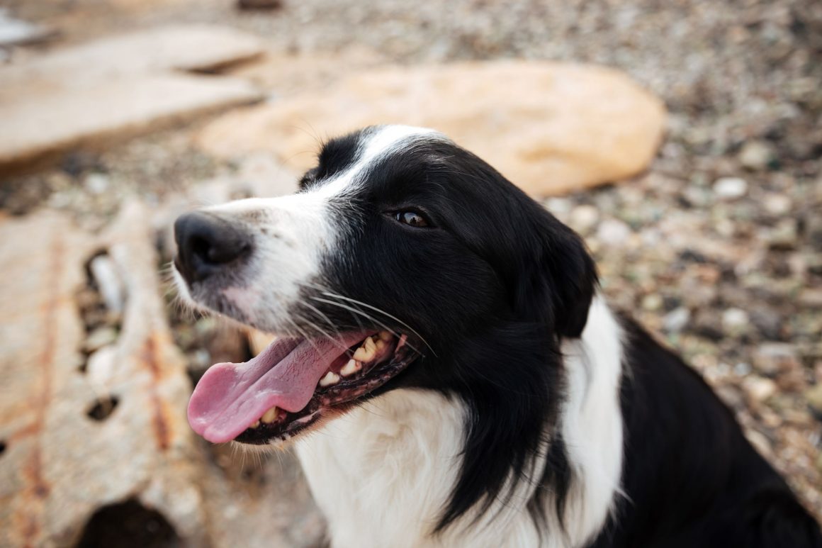 Nepal’s Kukur Tihar Festival Celebrates Dogs