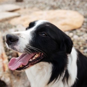 Nepal’s Kukur Tihar Festival Celebrates Dogs