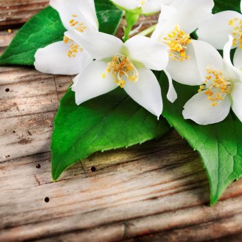 Why Jasmine Plant Is Good For Your Mental Health